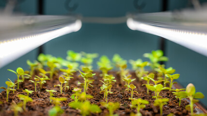 Naklejka premium Young snapdragon flower seedlings growing under indoor LED grow lights. Shelf rack with grow lights to support healthy plant development and early stage propagation.