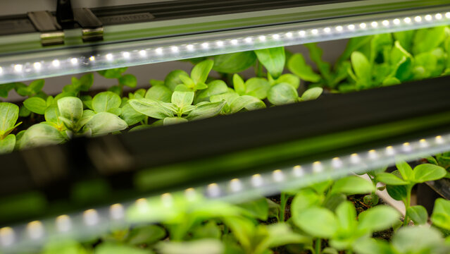 Young snapdragon flower seedlings growing under indoor LED grow lights. Shelf rack with grow lights to support healthy plant development and early stage propagation.