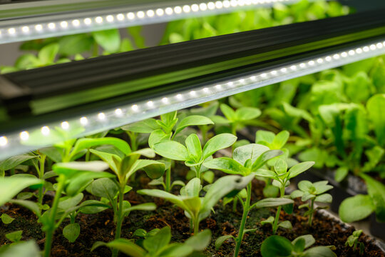 Young snapdragon flower seedlings growing under indoor LED grow lights. Shelf rack with grow lights to support healthy plant development and early stage propagation.