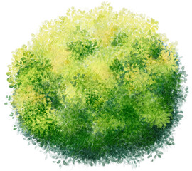 Watercolor Green Round Shrub Element