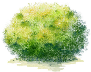 Watercolor Green Round Bush on the Grass Element