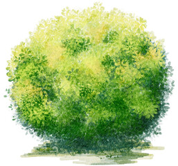Watercolor Green Round Shrub on the Grass Element