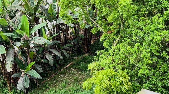 Rural farmer carrying a heavy bundle of green grass on his head walking through a field, 4k video