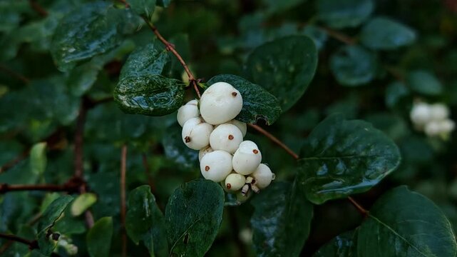Close up Symphoricarpos, commonly known as the snowberry or ghostberry white berries on the bush branches. White Snowberries on Green Branch