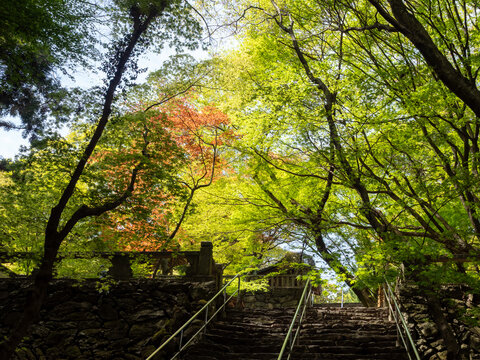 Steep stone stairs surrounded by mountain forest leading to Negoroji, temple number 82 of Shikoku pilgrimage - Takamatsu, Japan