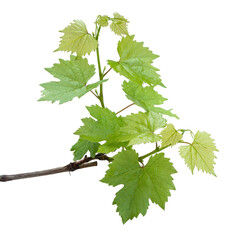 Green grapevine leaves on branch isolated on transparent background with fresh natural foliage detail © natara