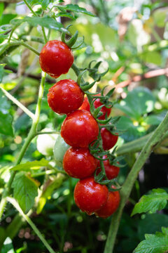 Fresh red cherry tomatoes growing on vine in organic garden with water droplets