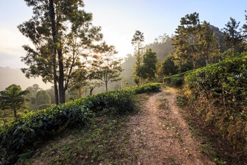 Fototapeta premium Morning Light Along a Path in a Lush Tea Estate