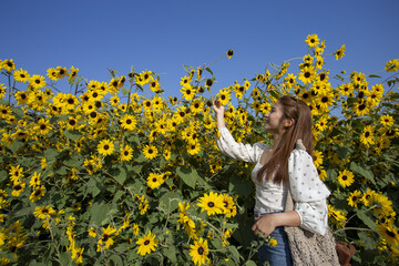 Fototapeta premium Joyful young woman standing outdoors in sunny summer field touching blooming yellow sunflower feeling peaceful enjoying beautiful nature under clear blue sky holding woven bag during warm day