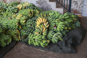 Large pile of fresh green and yellow unripe raw plantain banana bunches sitting on black fabric in rustic indoor setting conveying feeling of abundant agricultural harvest and trade © CoreRock