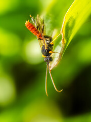 Fototapeta premium Solitary wasp on green leaf macro biodiversity ecosystem concept