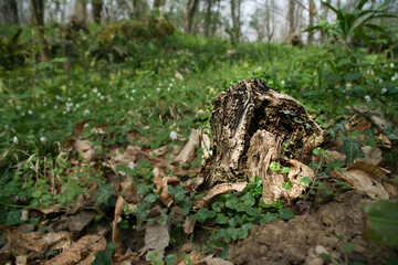 Obraz premium Old tree trunks in an Italian forest