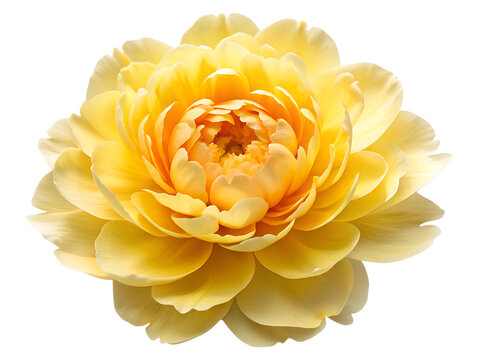 Yellow peony, single fully bloomed flower, tup view,no stem, no leaves, isolated blossom.Hihghly detalied petals,natural soft gradients, realistic texture, delicate lighting.Photorealistic st