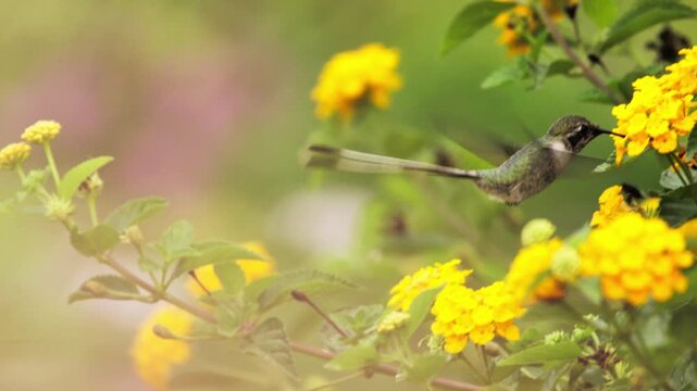Brightly lit sequence showing a male Peruvian Sheartail hummingbird with vibrant gorget performing everyday feeding: hovering, darting, and fanning tail over a yellow flower bush.