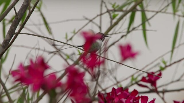 Male Cora hummingbird with fluffed feathers rests on a branch under a grey sky. It scratches and stretches its wings. Blurred pink flowers provide foreground bokeh in a close-up shot.