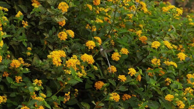 Description: Static wide shot capturing a tiny Cora hummingbird actively feeding on yellow blossoms amidst lush green Lantana foliage in a vibrant natural garden setting.