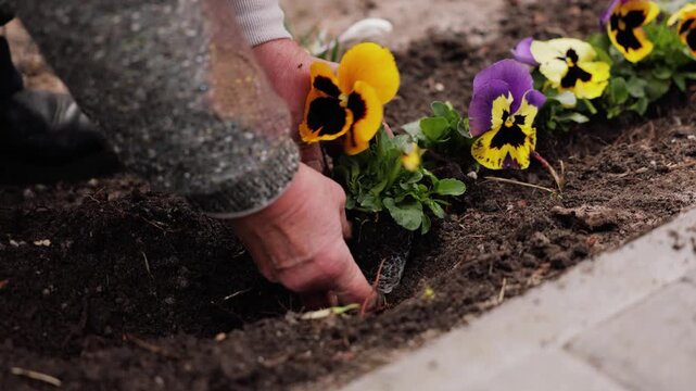 Gardening with hand rake loosening soil in flower bed, planting colorful pansies in spring outdoor close-up