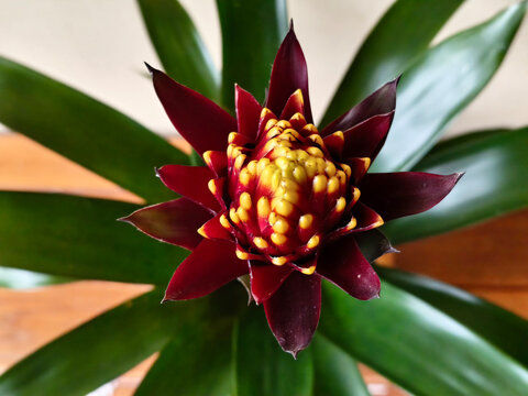 Guzmania Conifera, cone bromeliad, with dark purple blooming flower