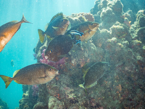 アイゴ, アイゴ科, 
ホンソメワケベラのクリーニング中, ベラ科,
英名学名：
Rabbitfish, Siganus fuscescens,
Cleaner Wrasse, Labroides dimidiatus,
他。
ヒリゾ浜南伊豆町中木
静岡県伊豆半島-2025
日本有数のシュノーケリングスポット。
夏の数カ月間だけ渡し船で行ける。
水質透明度魚影が素晴らしい。
