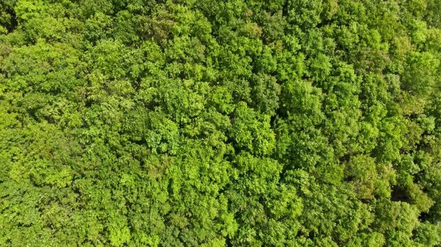 Fond abstrait textur&eacute; de paysage forestier et arbor&eacute;, vue a&eacute;rienne d'une zone foresti&egrave;re atmosph&eacute;rique, texture d'une vue a&eacute;rienne de la for&ecirc;t, concepts d'&eacute;cosyst&egrave;me et d'environnement &eacute;cologique sain