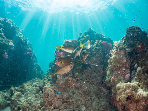 アイゴ, アイゴ科, 
ホンソメワケベラのクリーニング中, ベラ科,
英名学名：
Rabbitfish, Siganus fuscescens,
Cleaner Wrasse, Labroides dimidiatus,
他。
ヒリゾ浜南伊豆町中木
静岡県伊豆半島-2025
日本有数のシュノーケリングスポット。
夏の数カ月間だけ渡し船で行ける。
水質透明度魚影が素晴らしい。
