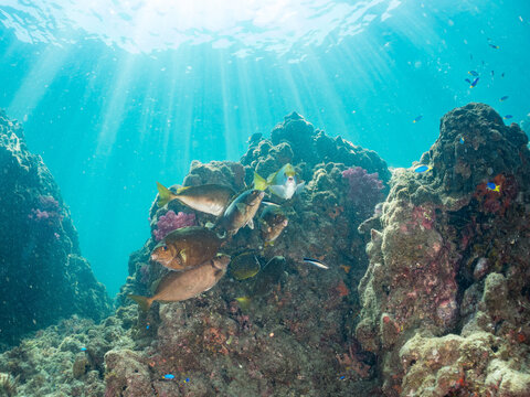 アイゴ, アイゴ科, 
ホンソメワケベラのクリーニング中, ベラ科,
英名学名：
Rabbitfish, Siganus fuscescens,
Cleaner Wrasse, Labroides dimidiatus,
他。
ヒリゾ浜南伊豆町中木
静岡県伊豆半島-2025
日本有数のシュノーケリングスポット。
夏の数カ月間だけ渡し船で行ける。
水質透明度魚影が素晴らしい。
