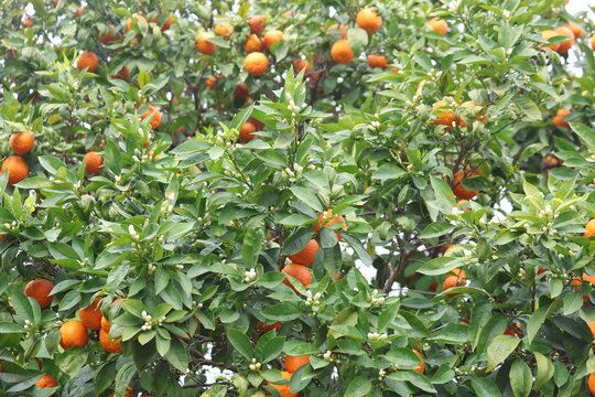 close up of citrus aurantium (bitter orange)