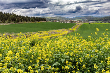 Lush green grass © Kushnirov Avraham