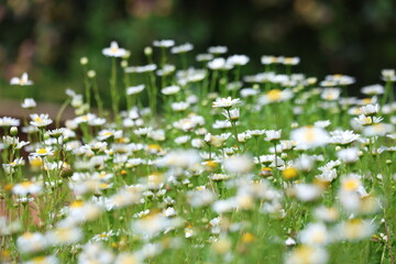 Lush cluster of common white daisies (Bellis perennis) blooming in a green spring field with a soft-focus bokeh background © UMIT