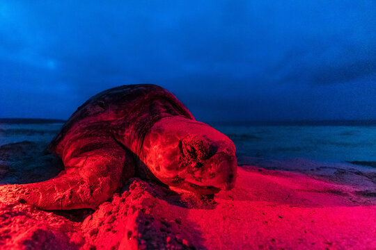 Loggerhead sea turtle in Boa Vista Cape Verde tracks 