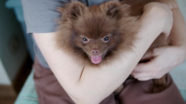 Brown pomeranian dog lying in owner arms looking at camera