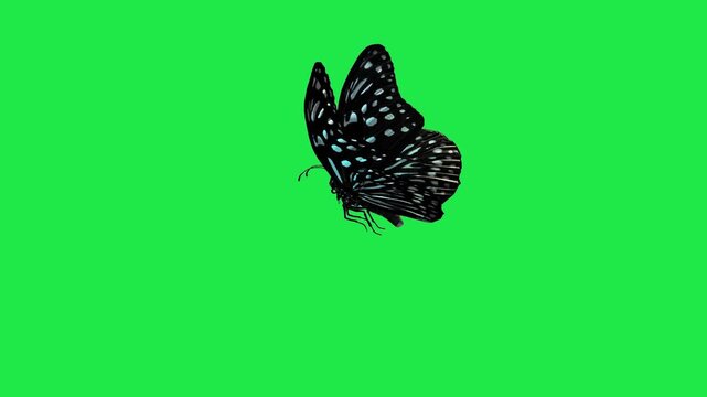 butterfly flying side view on green background and green screen animation chroma key depth emotion colorful style gesture expression creative Comic cartoonish 3d render 4k