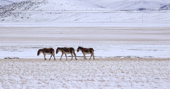 Equus kiang in high altitude grassland