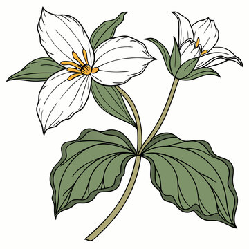 Trillium Flower Vector Illustration | Woodland Wildflower Botanical Artwork | Elegant Nature Floral Design