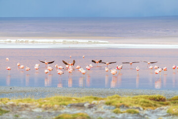Fototapeta premium Majestic flying flamingo flock reflecting in Laguna Colorada Bolivia