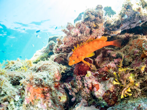 オキゴンベ, ゴンベ科,
英名学名：Yellow hawkfish, Cirrhitichthys aureus, 
幼魚yg,
他。
ヒリゾ浜南伊豆町中木
静岡県伊豆半島-2025
日本有数のシュノーケリングスポット。
夏の数カ月間だけ渡し船で行ける。
水質透明度魚影が素晴らしい。


