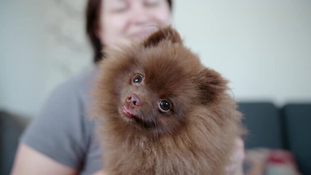 Brown pomeranian puppy tilting head in owner hands at home
