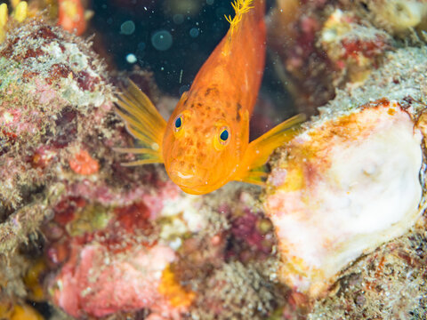 オキゴンベ, ゴンベ科,
英名学名：Yellow hawkfish, Cirrhitichthys aureus, 
幼魚yg,
他。
ヒリゾ浜南伊豆町中木
静岡県伊豆半島-2025
日本有数のシュノーケリングスポット。
夏の数カ月間だけ渡し船で行ける。
水質透明度魚影が素晴らしい。


