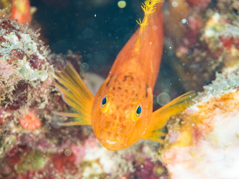 オキゴンベ, ゴンベ科,
英名学名：Yellow hawkfish, Cirrhitichthys aureus, 
幼魚yg,
他。
ヒリゾ浜南伊豆町中木
静岡県伊豆半島-2025
日本有数のシュノーケリングスポット。
夏の数カ月間だけ渡し船で行ける。
水質透明度魚影が素晴らしい。

