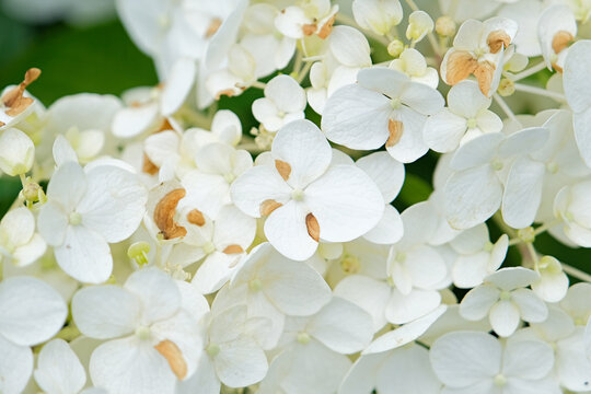 beautiful hydrangea flowers and leaves blooming in june in Kyoto, Japan