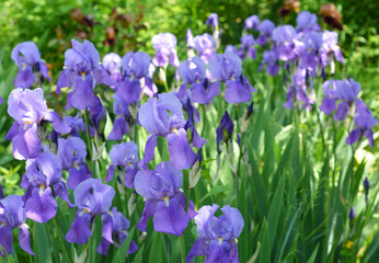 Purple irises blooming in spring flowerbed