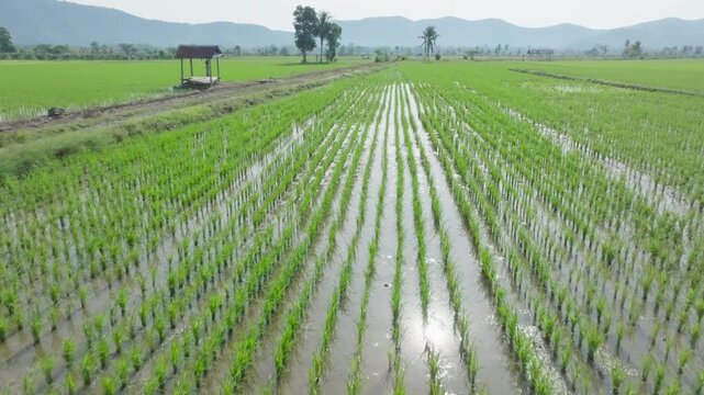 Wide aerial drone view of flat green rice paddy fields in Luwu, South Sulawesi, Indonesia. Geometric patchwork of green paddies spread across flat lowland terrain,