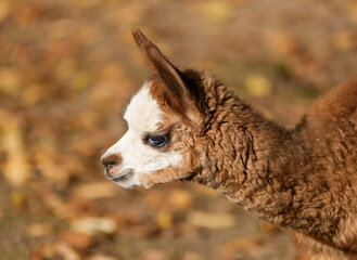 Fototapeta premium Portrait of an alpaca. Close-up of the animal. 