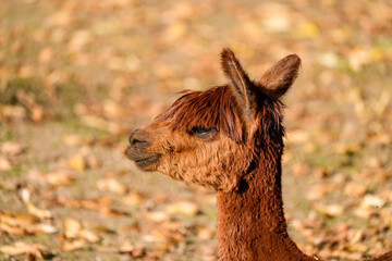 Obraz premium Portrait of an alpaca. Close-up of the animal. 