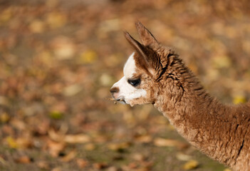 Fototapeta premium Portrait of an alpaca. Close-up of the animal. 