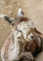 Fototapeta premium Portrait of an alpaca. Close-up of the animal. 