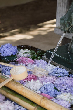 Japanese tsukubai wash basin decorated with hydrangea flowers to celebrate rainy season in June in Japan