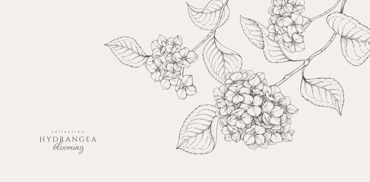Blooming hydrangea. Spring background with flowers and brunch. Detailed botanic floral collection for Valentines day invitation, wallpaper art or save the date card