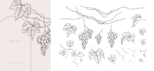 Naklejka premium Set of grapes, vine and leaves. Detailed hand drawn ink illustration with botanic elements for invitation, wallpaper art or wine card