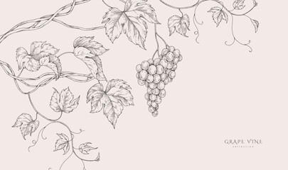 Naklejka premium Background with grapes, vine and brunch. Detailed template layout design, brochure or cover for wine card, menu and invitation